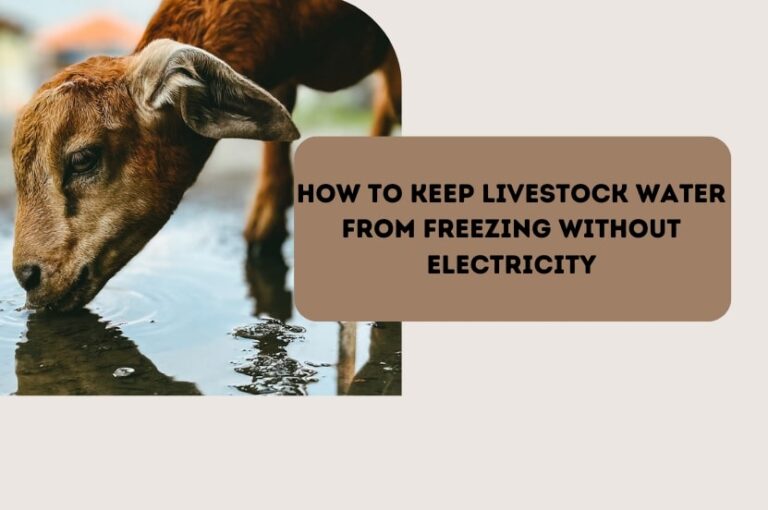 How to Keep Livestock Water From Freezing Without Electricity - Winter ...